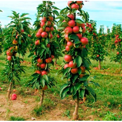 Саженец яблони колоновидной "Ильма" Саженец яблони колоновидной "Ильма"