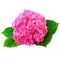 Саженцы Гортензии Саженцы Гортензии